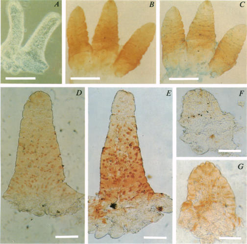 Plate 1