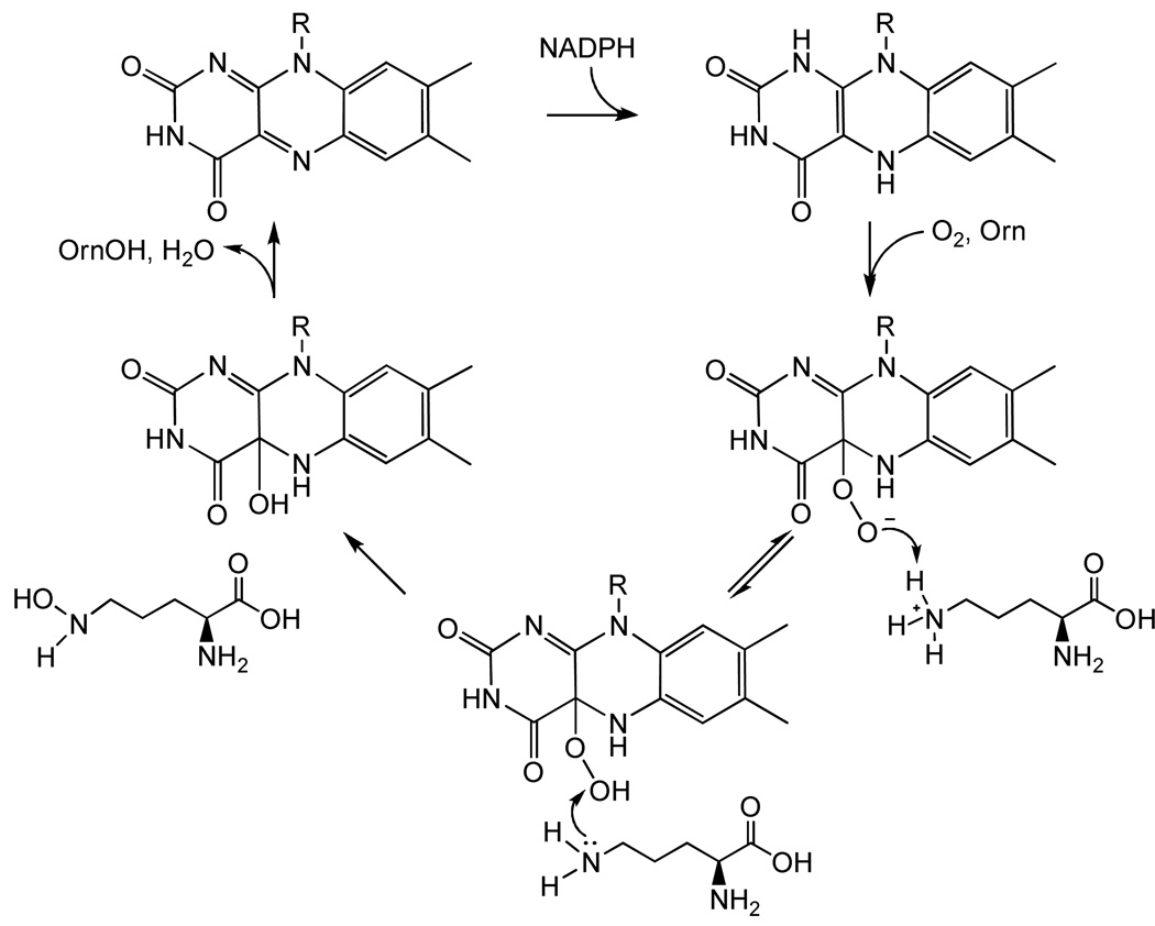 Scheme 1