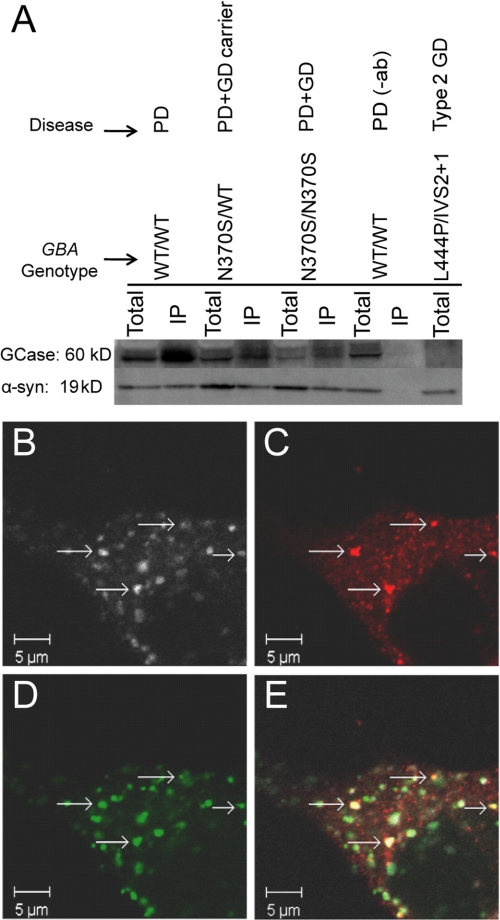 FIGURE 4.