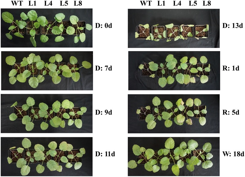 FIGURE 4