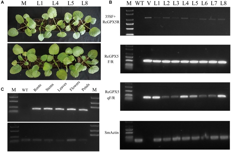 FIGURE 1