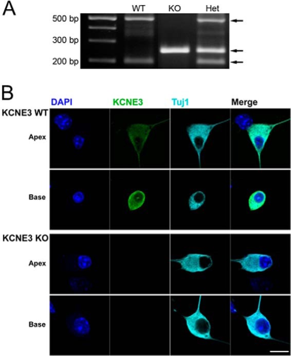 FIGURE 1.