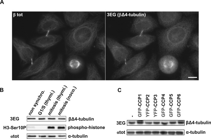 FIGURE 5: