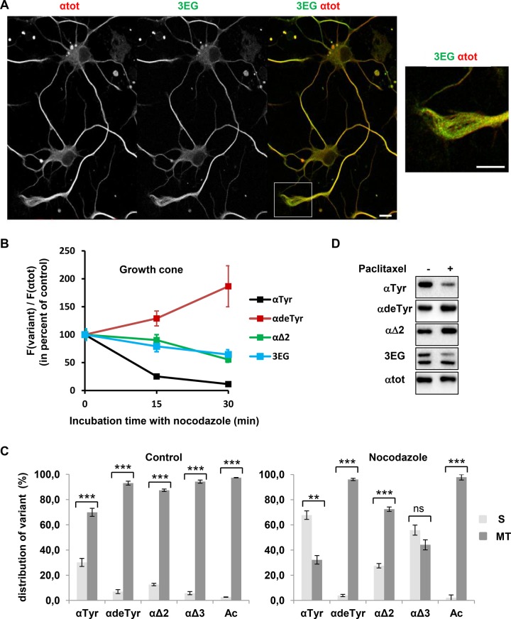 FIGURE 6: