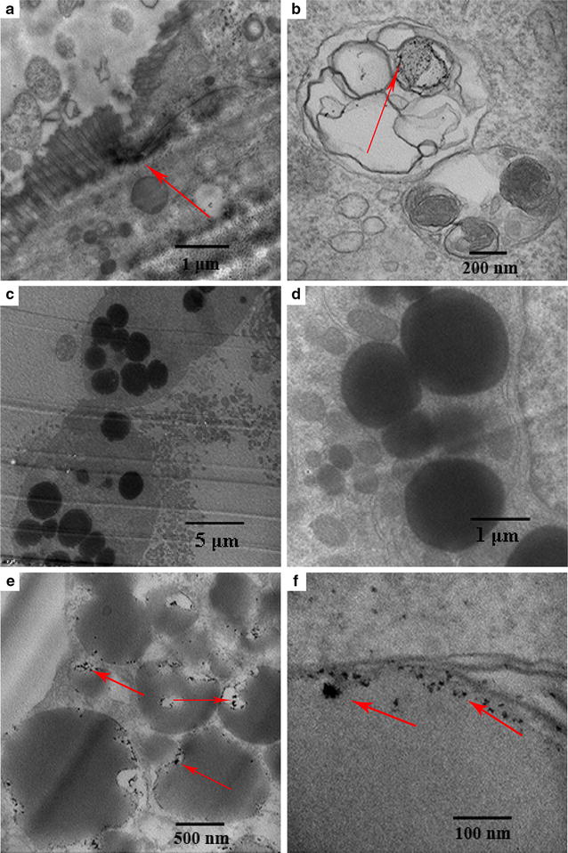 Fig. 6