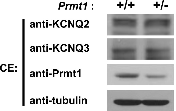 Figure 5—figure supplement 1.