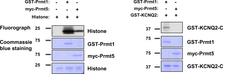 Figure 5—figure supplement 4.