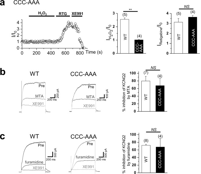 Figure 9—figure supplement 1.