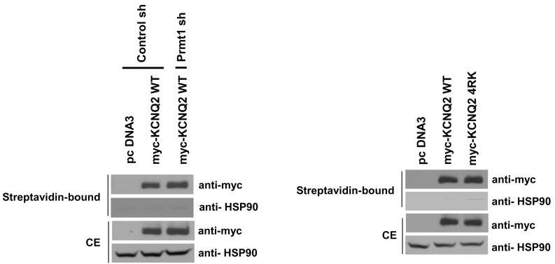 Figure 7—figure supplement 1.