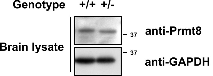 Figure 5—figure supplement 5.