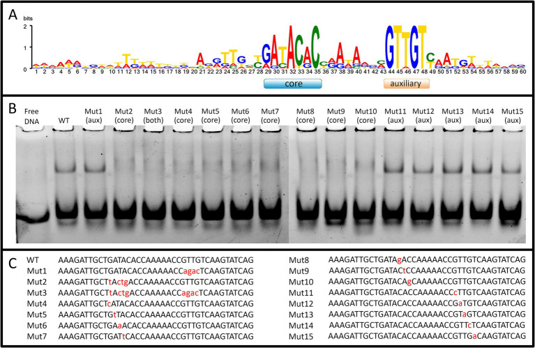 Figure 2