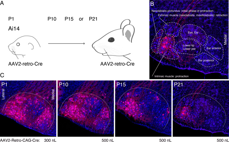 Figure 1—figure supplement 1.