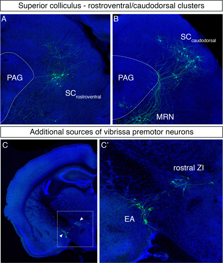 Figure 2—figure supplement 1.