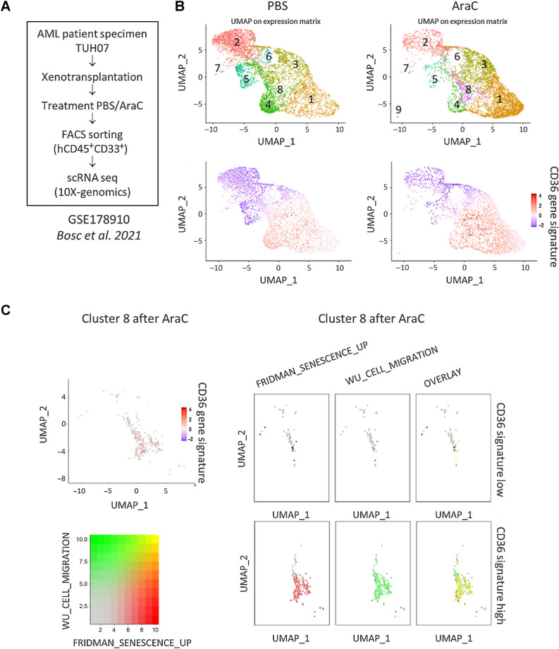 Figure 6. Single-cell transcriptomic analysis reveals enrichment of CD36-high, migration, and senescence-like gene signatures in a cluster emerging after standard chemotherapy. A, Schematic representation of the single-cell RNA-seq experiment performed on the TUH07 PDX previously published in Bosc et al. 2021 (GEO accession GSE178910; ref. 42). B, Uniform Manifold Approximation and Projection (UMAP) plot of 31,604 single cells from PDX TUH07 using Seurat. Colors indicate k-means clusters (k  =  9). C, Cluster 8 was isolated on the Seurat object and bifurcated into two groups “CD36-high” and “CD36-low” according to the enrichment level for the CD36 gene signature. Expression levels of gene sets related to senescence (FRIDMAN_SENESCENCE_UP) and migration (WU_CELL_MIGRATION) are shown.