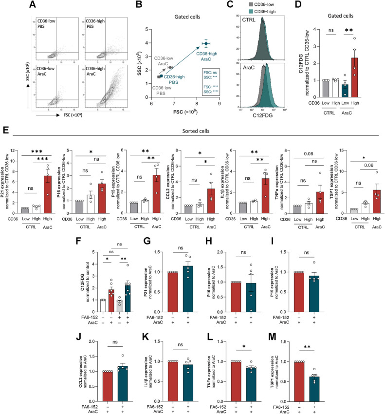 Figure 5. Senescent-like state induced by cytarabine chemotherapy occurs specifically in CD36-high AML blasts. A and B, FSC/SCC analysis on gated CD36-low and CD36-high cells from U937 treated or not with 2 μmol/L AraC for 4 days (n = 4). C, Representative histogram of C12FDG staining on gated CD36-low and CD36-high cells from U937 treated or not with 2 μmol/L AraC for 4 days. D, Quantification of C12FDG staining performed in C (normalized to control CD36-low cells; n = 4). E, Expression of senescence-associated genes measured by RT-qPCR in CD36-low and CD36-high subpopulations sorted from control or 2 μmol/L AraC-treated U937 cells for 4 days (normalized to Ctrl CD36-low cells). mRNA of the gene of interest normalized to the housekeeping gene; data expressed as 2ΔΔCt (n = 4). F, C12FDG staining on U937 cells treated or not with 2 μmol/L AraC and CD36 blocking antibody (FA6-152) for 4 days. G–M, Expression of senescence-associated genes measured by RT-qPCR in 2 μmol/L AraC-treated U937 cells with or without CD36 blocking antibody (FA6-152) for 4 days (normalized to AraC-treated cells). mRNA of the gene of interest normalized to the housekeeping gene; data expressed as 2ΔΔCt (n = 5). Values are expressed as mean ± SEM. B, Unpaired t test. D, E, and F, Ordinary one-way ANOVA with Tukey multiple comparisons test. G–M, One sample Wilcoxon or t test depending on sample distribution. *, P < 0.05; **, P < 0.01; ***, P < 0.001; ns, not significant.