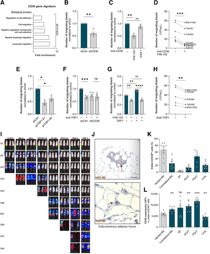 Figure 3. CD36 triggers blast migration. A, GO analysis of migration-related biological processes significantly enriched in the CD36 gene signature. B, Number of migrating shCtrl or shCD36 U937 cells in the lower chamber of the transwell assay (normalized to control; n = 5). C, As in B, but with CD36-blocking antibodies (FA6-152 or JC53.1; n = 4). D, Number of migrating cells in primary AML samples treated or not with CD36 blocking antibody (FA6-152; n = 7). E, Number of migrating shCtrl or shTSP1 U937 cells (normalized to control; n = 3). F, Number of migrating shCtrl or shCD36 U937 cells treated or not with TSP1-blocking antibody (A6.1; normalized to shCtrl; n = 5). G, Number of migrating U937 cells treated or not with recombinant TSP1 in the presence or not of CD36-blocking antibody (FA6-152; normalized to control; n = 3). H, As in D, but with TSP1-blocking antibody (A6.1; n = 5). I, Bioluminescence imaging of mice injected with the indicated AML cell line stably expressing a luciferase reporter from day 1 to day 64 after injection. J, Representative histologic section showing anti-human Ku-80 labeling of U937 AML blasts in the subcutaneous adipose tissue 17 days after xenograft. Positive brown nuclei highlight the infiltration of human blasts in murine adipose tissue either as dense infiltrate (top) or scattered isolated cells (bottom). Top scale bar, 50 μm; bottom, 10 μm. K, Percentage of viable OCIAML3 cells in the indicated tissues 14 days after orthotopic injection in the femur. L, Expression of CD36 [mean fluorescence intensity (MFI)] in viable OCIAML3 cells measured in the injected and contralateral femur and different organs of mice 14 days after orthotopic injection. Values are represented as mean ± SEM. B, C, and E, One sample t test. D and H, Paired t test. F and G, Ordinary one-way ANOVA with Tukey multiple comparisons test. L, Matched one-way ANOVA. *, P < 0.05; **, P < 0.01; ***, P < 0.001; ****, P < 0.0001; ns, not significant.