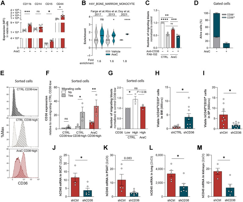 Figure 4. Residual blasts maintained their migratory properties after chemotherapy. A, CD11b, CD14, CD15, and CD44 cell-surface expression in viable control or AraC-treated (2 μmol/L) U937 cells for 96 hours (n = 4). B, Gene set enrichment analysis of “HAY_BONE_MARROW_MONOCYTE” gene signature in AraC versus untreated AML samples from three different transcriptomic analyses. C, Number of migrating cells in the presence or absence of CD36-blocking antibody (FA6-152) sorted from control or 2 μmol/L AraC-treated cells for 4 days (normalized to control; n = 3). D, Percentage of viable CD36-low and CD36-high cells in PBS or 2 μmol/L AraC-treated U937 cells for 4 days (n = 4). E, Representative histograms of CD36 expression in nonmigrating versus migrating CD36-low and CD36-high subpopulations sorted from control or AraC-treated U937 cells (2 μmol/L) for 4 days. Plain histogram, nonmigrating cells; striped histogram, migrating cells. F, Quantification of CD36 expression in nonmigrating versus migrating cells in the same conditions as in E (n = 3). G, Number of migrating cells from CD36-low and CD36-high subpopulations sorted from control or 2 μmol/L AraC-treated U937 cells for 4 days (normalized to Ctrl CD36-low cells; n = 3). H and I, Quantification in the BM (H) and spleen (I) of viable U937 cells transduced with shCtrl (n = 9) or shCD36 (n = 9) in mice relapsing after AraC treatment. J–M, Quantification of U937 cells by RT-qPCR (hCD45 mRNA normalized to m36B4) in SCAT (J), PGAT (K), lung (L), and kidneys (M) in mice relapsing after AraC treatment. Data expressed as 2−ΔCT (values multiplied by 1,000; n = 4–5 shCtrl, n = 5–7 shCD36). Values are represented as mean ± SEM. A, Mann–Whitney or unpaired t test depending on sample distribution. B, Unpaired t test. C and G, Ordinary one-way ANOVA with Tukey multiple comparisons test. F, Ordinary two-way ANOVA with multiple comparisons correction. H–M, Unpaired t test with or without Welch correction depending on sample variance. *, P < 0.05; **, P < 0.01; ***, P < 0.001; ****, P < 0.0001; ns, not significant.