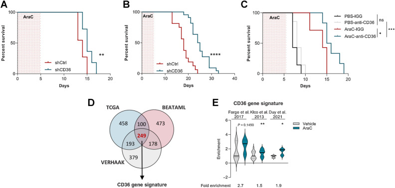 Figure 2. CD36 inhibition delays AML relapse after chemotherapy. A, Percentage of mice engrafted with U937 cells transduced with shCtrl (n = 11) or shCD36 (n = 11) and treated with vehicle or AraC, surviving over time after treatment. B, Same as A, with OCIAML3 [shCtrl (n = 18) and shCD36 (n = 22)]. C, Percentage of mice engrafted with U937 cells surviving over time after treatment with the indicated combinations of PBS or AraC administered for the first 5 days, with either control IgG or FA6-152 anti-CD36 antibody injected three times/week (n = 7 PBS-IGG; n = 7 PBS-anti-CD36; n = 7 AraC-IGG; n = 6 AraC-anti-CD36). D, Venn diagram of significantly cooverexpressed genes along with CD36 in TCGA, Verhaak, and BeatAML cohorts. E, Gene set enrichment analysis of CD36 gene signature in AraC versus untreated AML blasts from three different transcriptomic analyses. A–C, log-rank (Mantel–Cox) test. E, One sample t test. *, P < 0.05; **, P < 0.01; ***, P < 0.001; ****, P < 0.0001; ns, not significant.