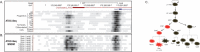 Figure 3—figure supplement 1.