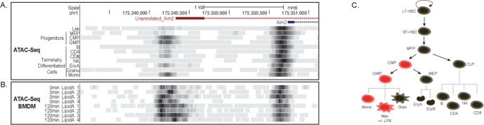 Figure 3—figure supplement 1.