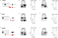 Figure 1—figure supplement 6.