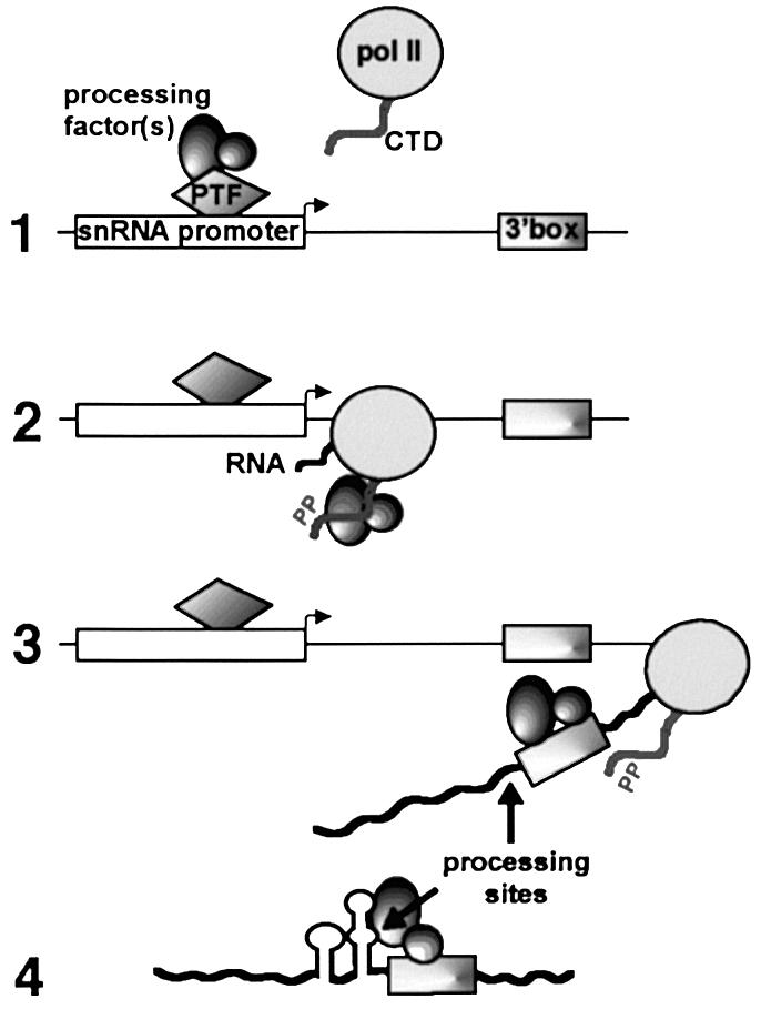 graphic file with name cdg430f6.jpg