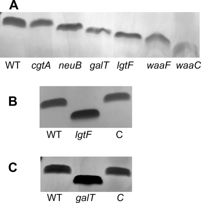 FIG. 2.