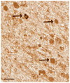 Fig. 6