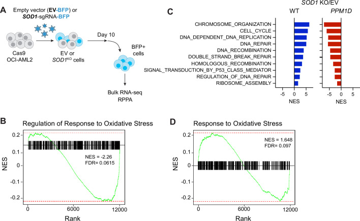 Figure 4—figure supplement 1.