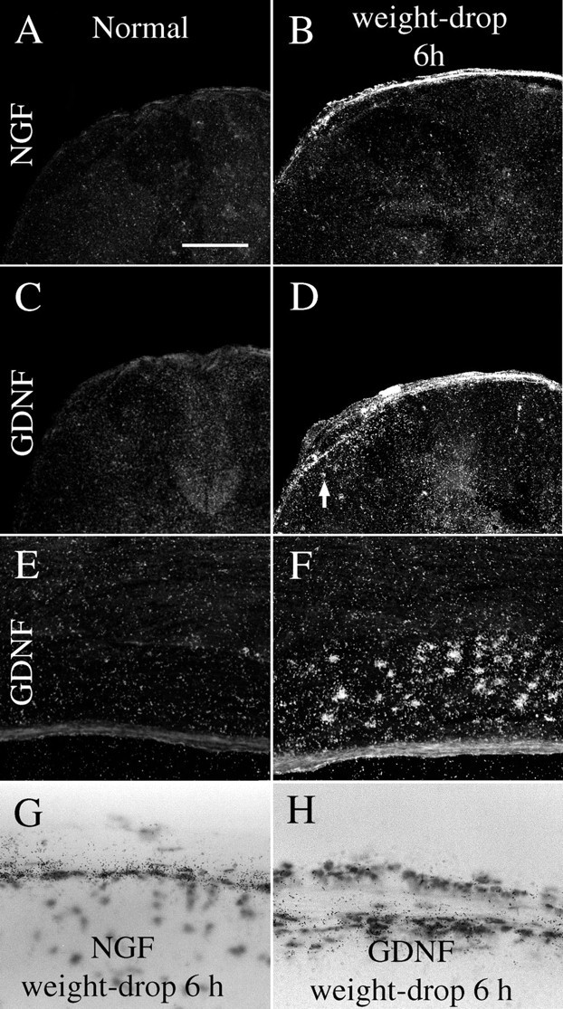 Fig. 11.