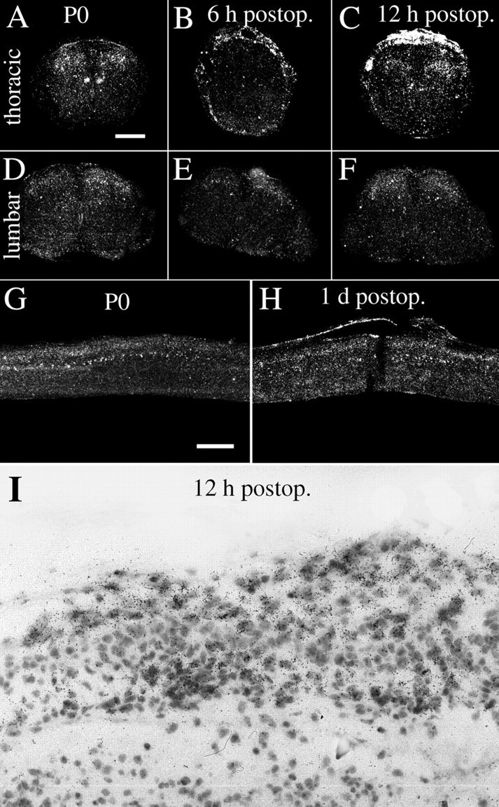 Fig. 15.