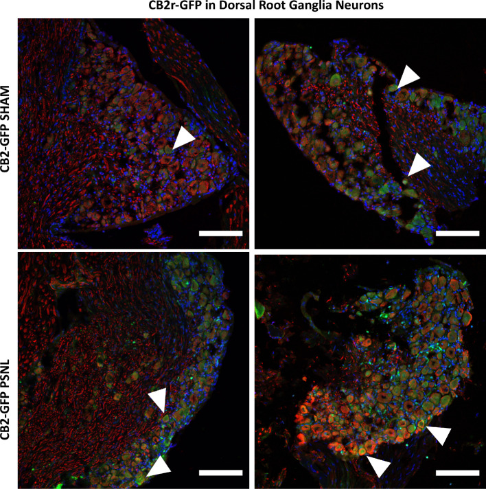 Figure 4—figure supplement 6.