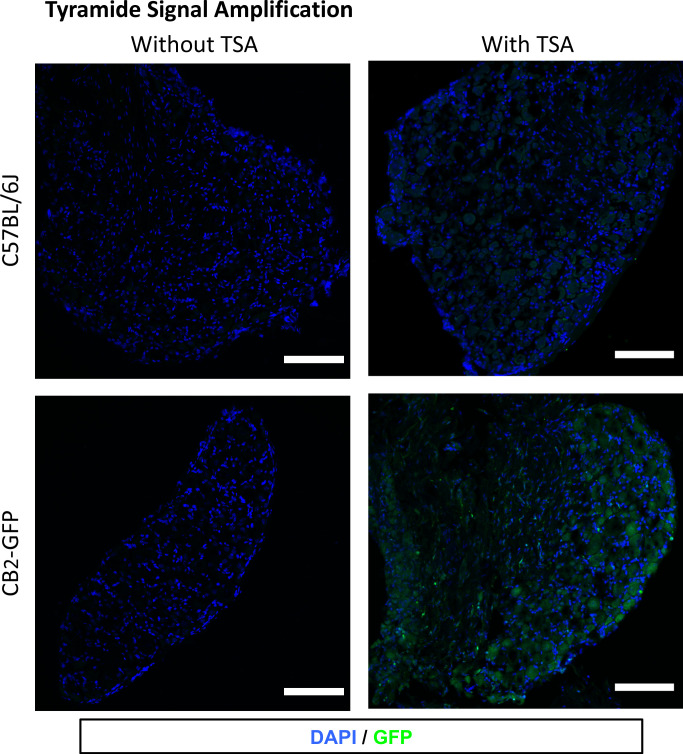 Figure 4—figure supplement 7.