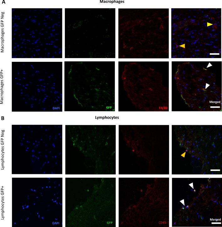 Figure 4—figure supplement 3.