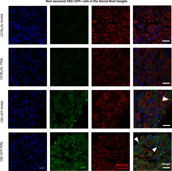 Figure 4—figure supplement 2.