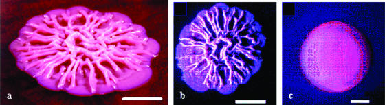 FIG. 2.