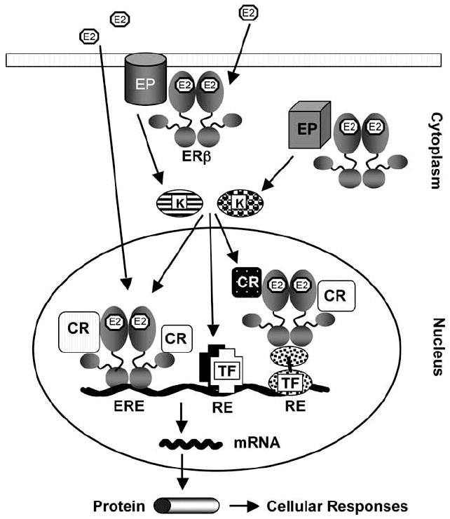 Fig. (2)