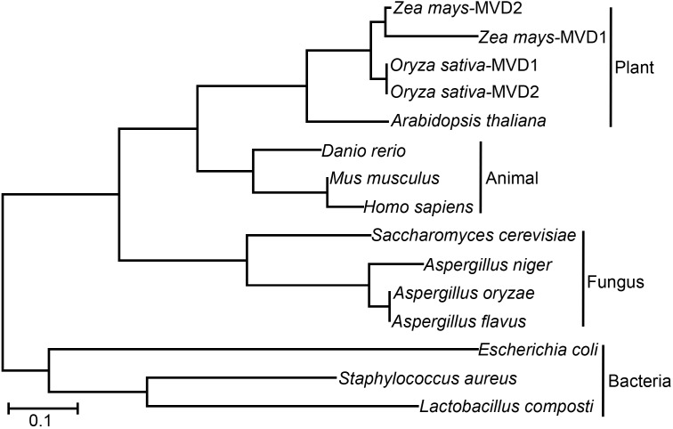 FIGURE 1