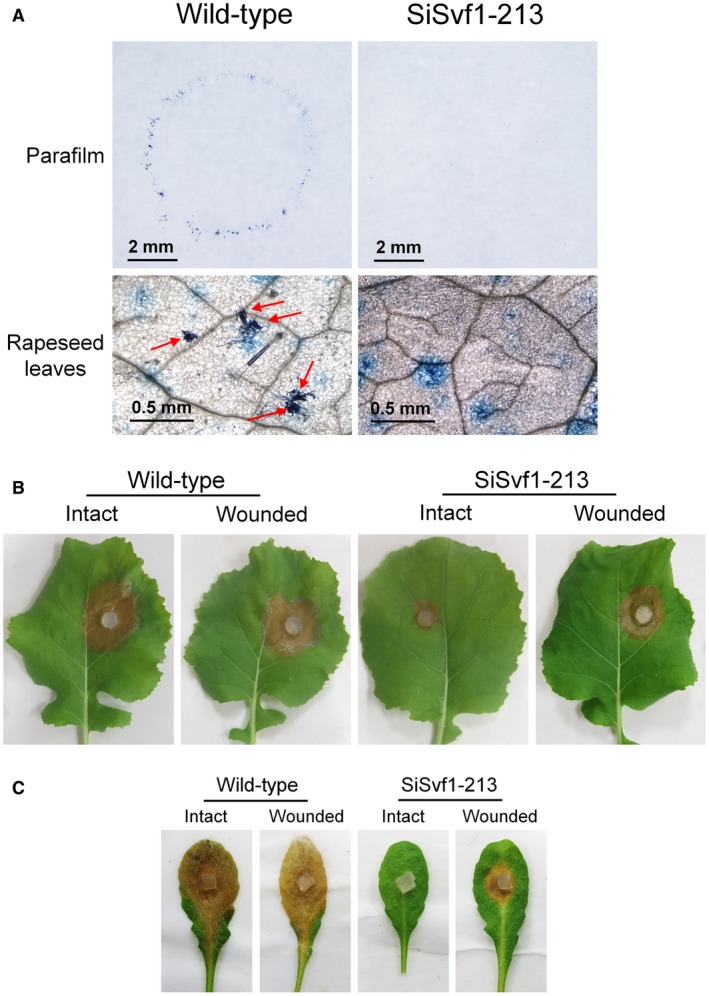 Figure 6