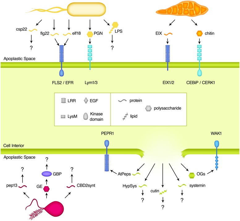 FIGURE 1