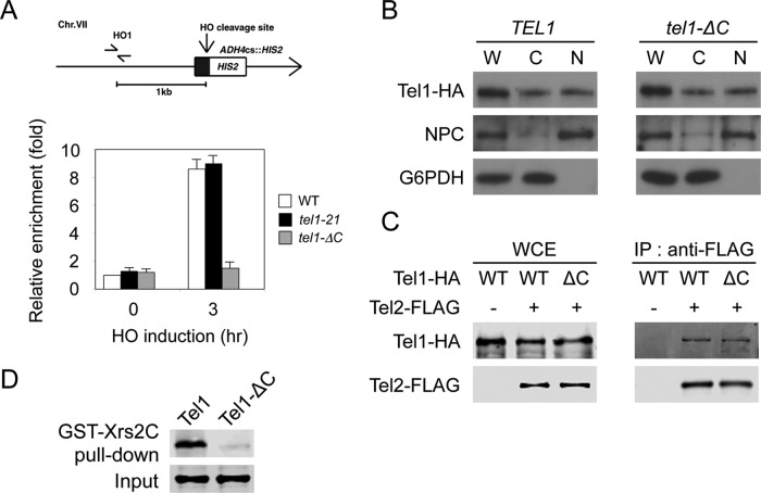 FIGURE 4: