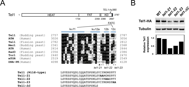 FIGURE 1: