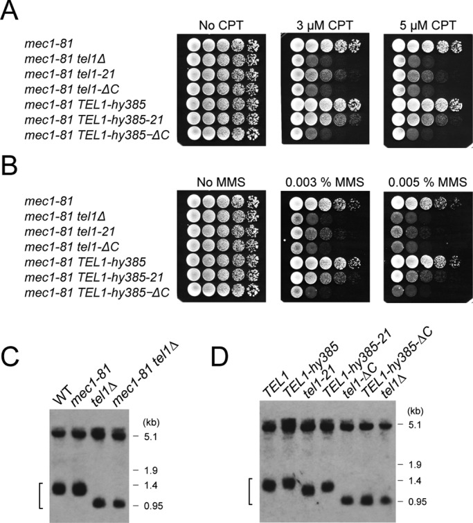 FIGURE 5: