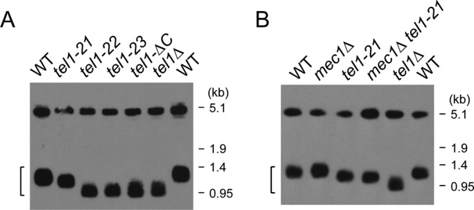 FIGURE 3: