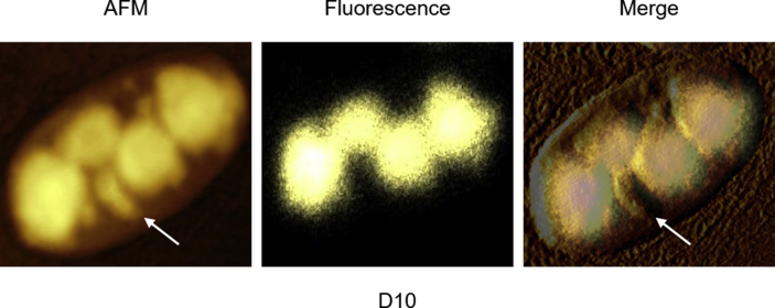 Supplementary Fig. 6