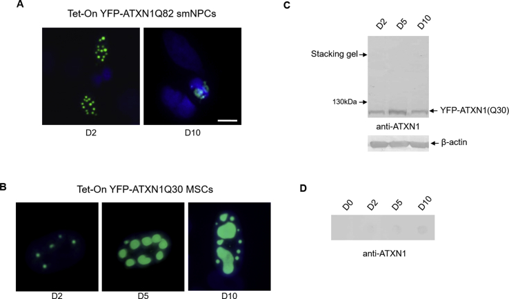 Supplementary Fig. 2