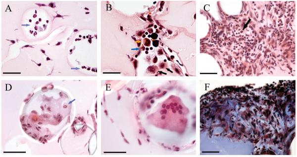 Fig. 9