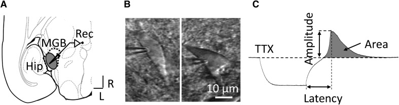 Fig. 1