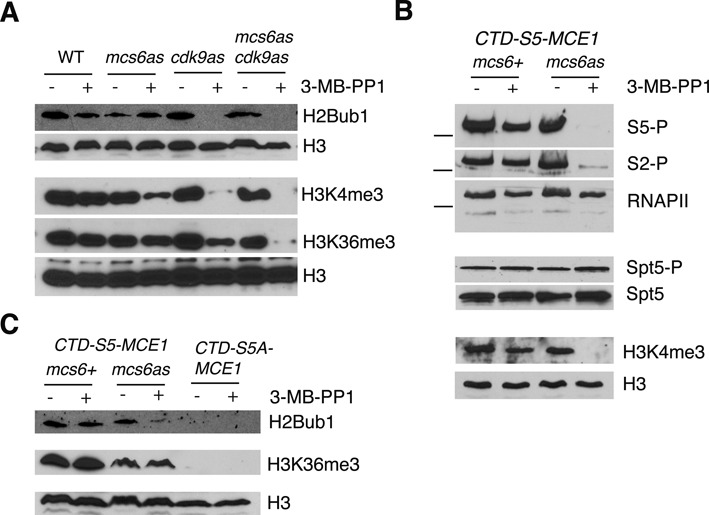 Figure 6.