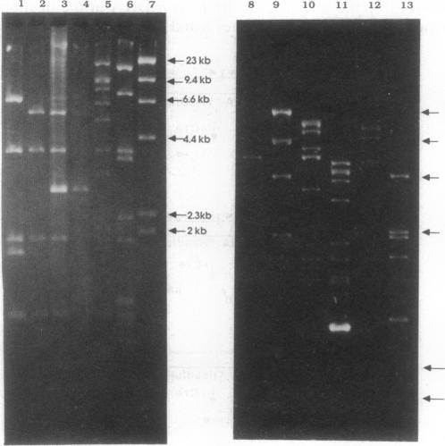 graphic file with name pnas01026-0125-a.jpg